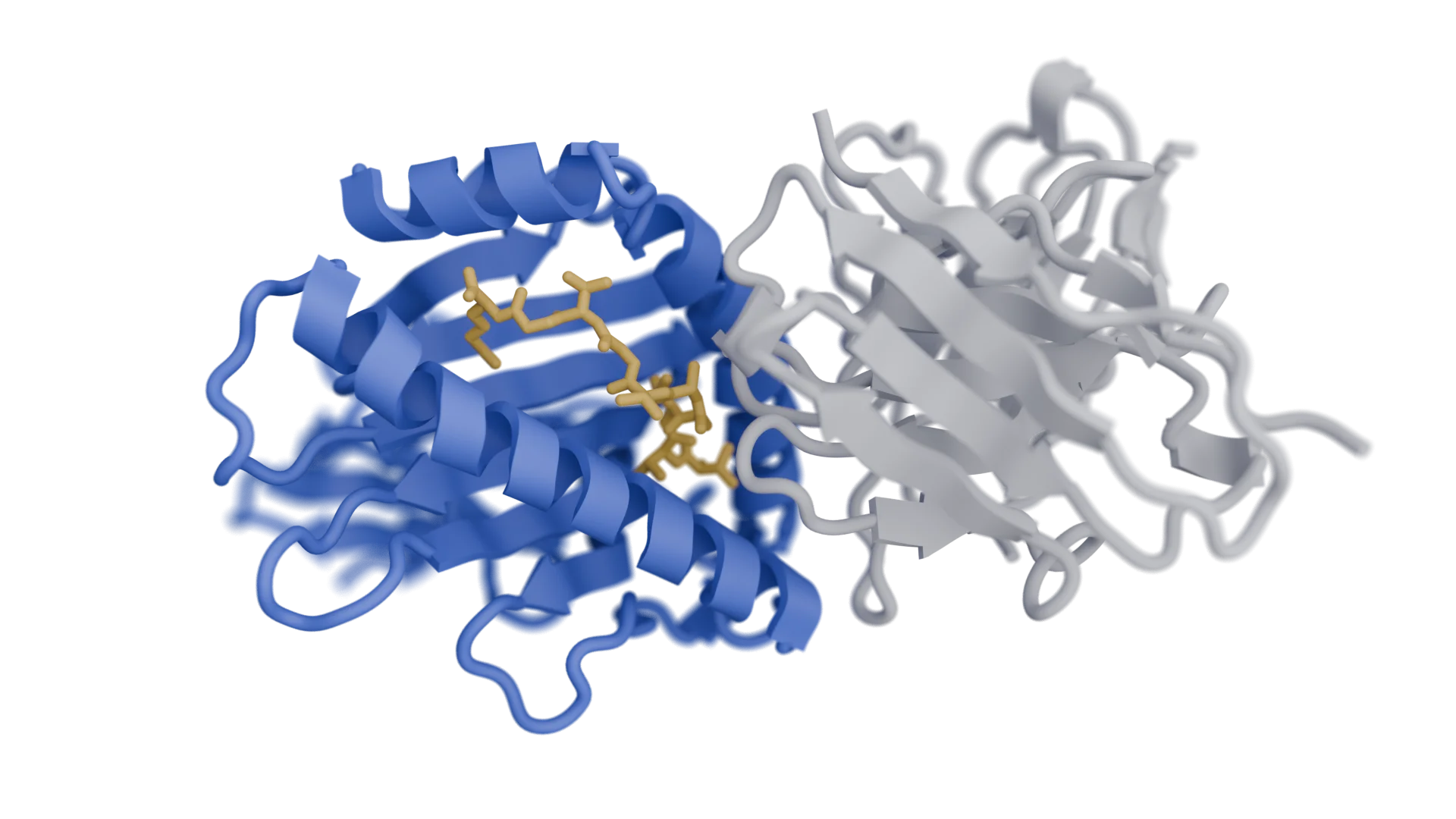 Peptide-MHC 복합체의 분자 구조 시각화 이미지이다.