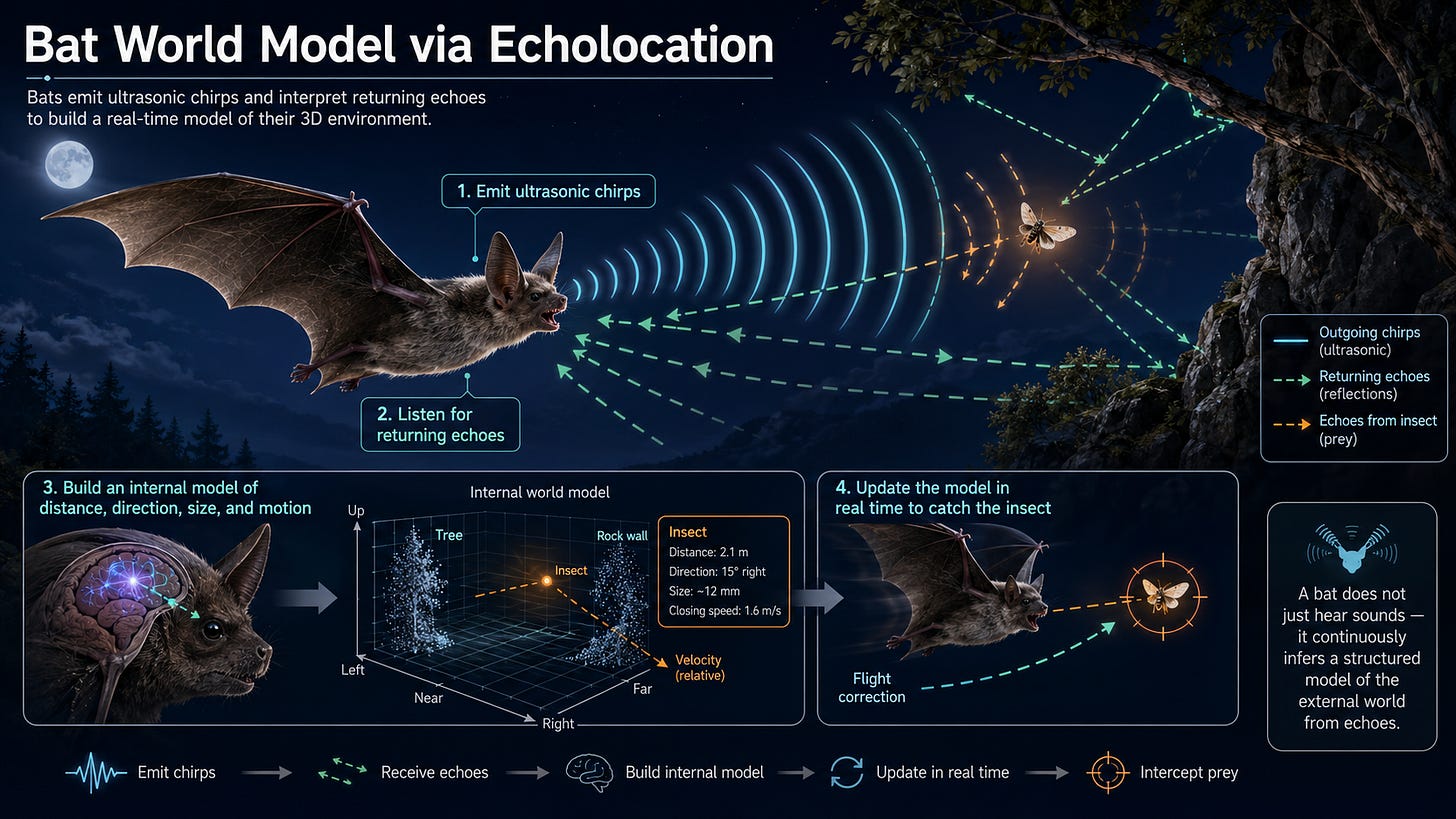 박쥐가 반향정위(Echolocation)를 통해 실시간으로 3D 환경 모델을 구축하고 업데이트하는 과정을 보여주는 다이어그램.